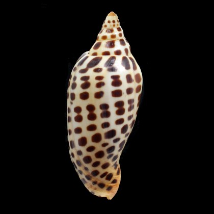 junonia johnstoneae 104,0mm