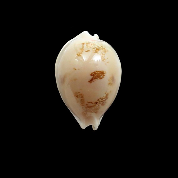 sakurai 48,0mm