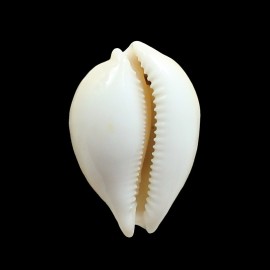 sakurai 48,0mm