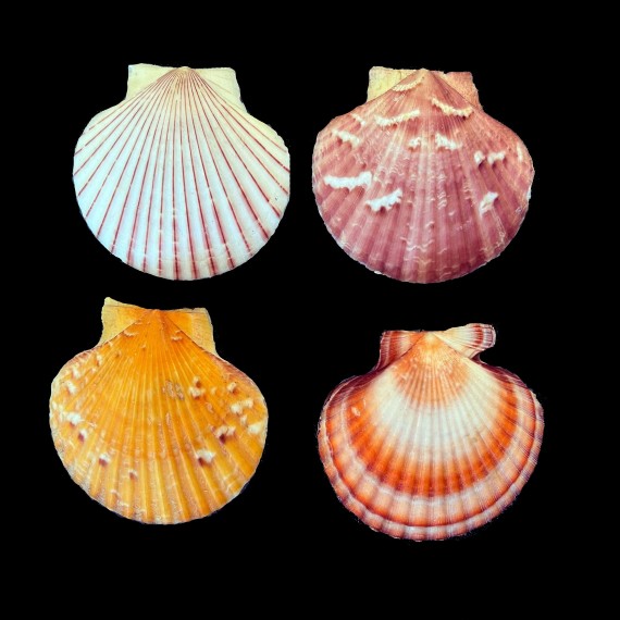 opercularis LOT COLORFUL