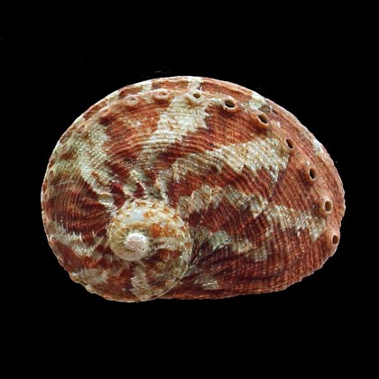 emmae 63,0mm