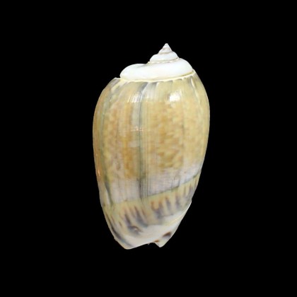 gibbosa 63,0mm