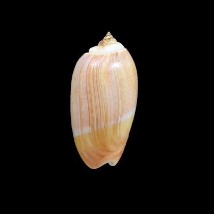 gibbosa flavescens 57,0mm