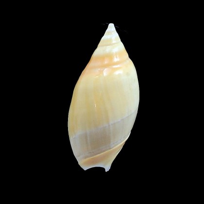 tankervillei 56,0mm