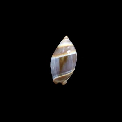 australis 23,0mm