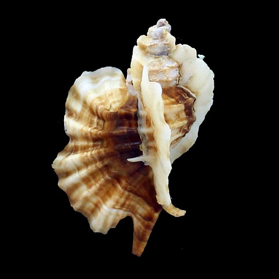 foliatum 77,0mm