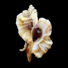 foliatum 77,0mm