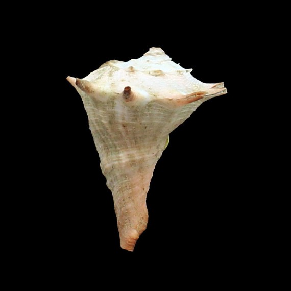 zanzibaricus 59,0mm BIG