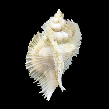 miyokoae 65,0mm TRUE ALBINO