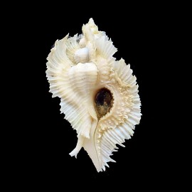 miyokoae 65,0mm TRUE ALBINO