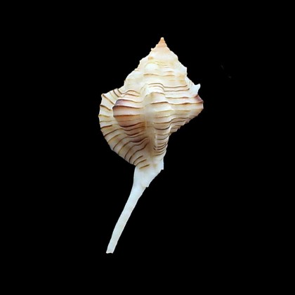 perelegans 59,0mm RARE