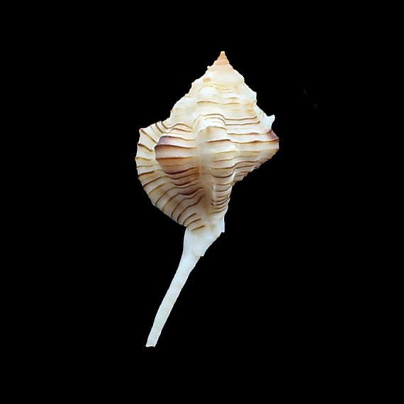 perelegans 59,0mm RARE