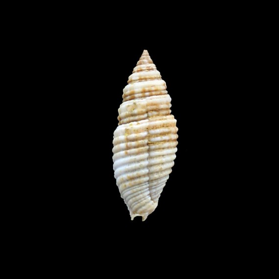 porcata 39,04mm WRS