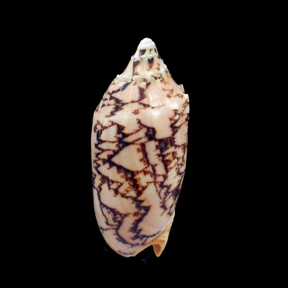 vespertilio mitis 101,0mm