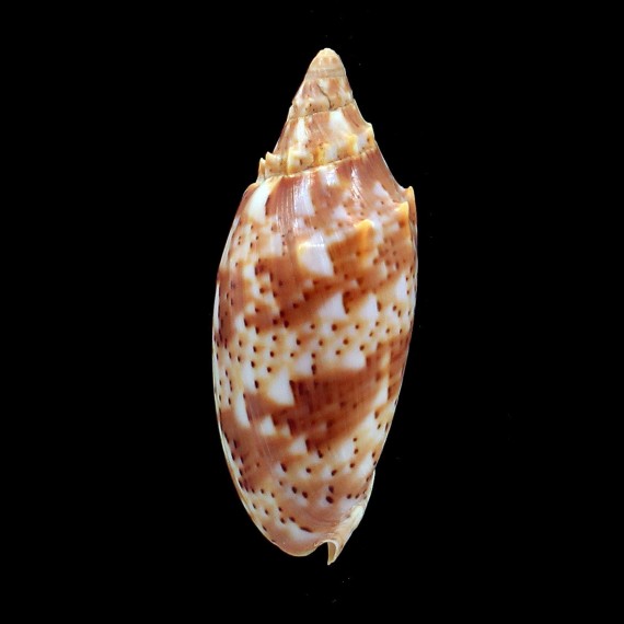 cracenta 69,8mm