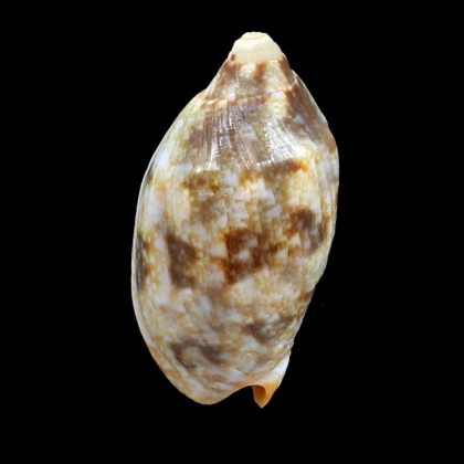 rutila piperita 62,0mm