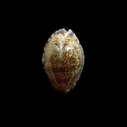 arabicula 30,0mm