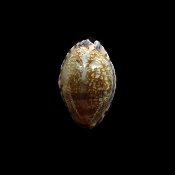 arabicula 30,0mm