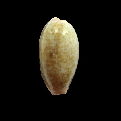 chinensis 51,0mm