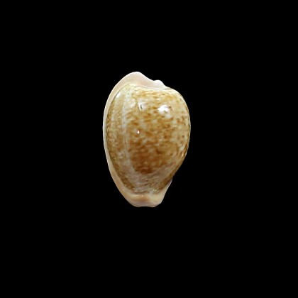 fuscorubra 37,0mm BIG