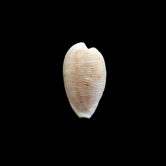 capensis 33,0mm BIG