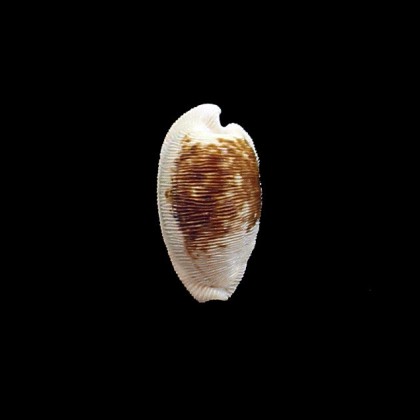 capensis 29,0mm SUPERB