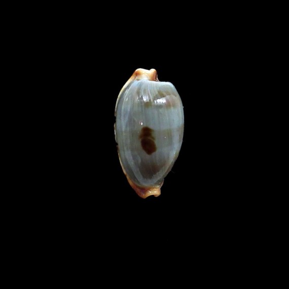 stolida diauges 34,6mm  DARK
