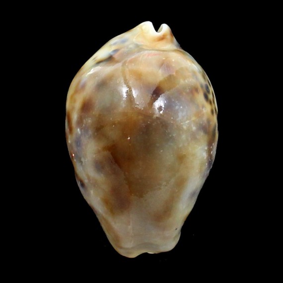 tigris 82,0mm ROSTRATE