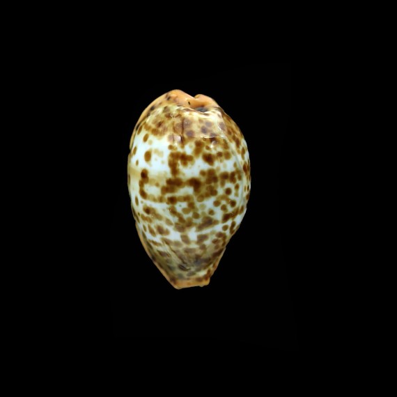 humphreysi 16,5mm SUPERB