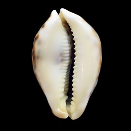 tigris 82,0mm ROSTRATE