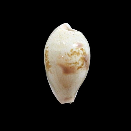 subviridis dorsalis 41,3mm GIANT