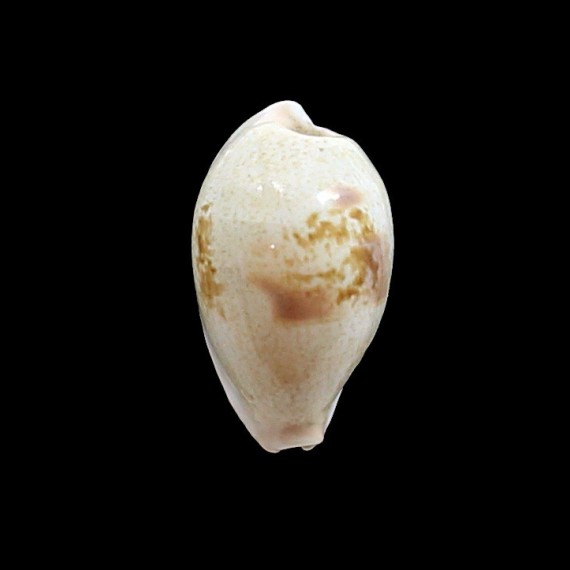 subviridis dorsalis 41,3mm GIANT
