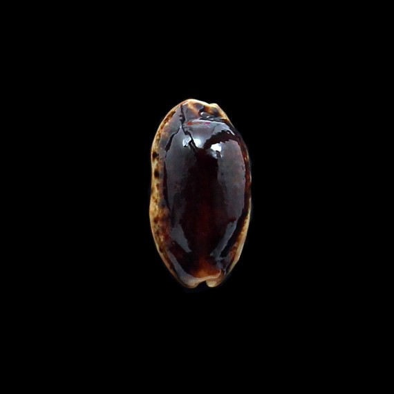 caurica 38,0mm NIGER