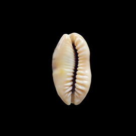 caurica 38,0mm NIGER