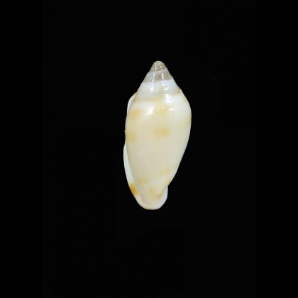 guionneti 15,7mm RARE