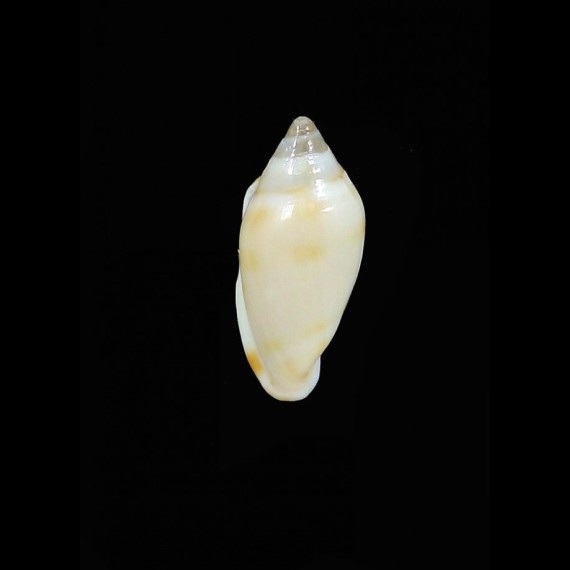 guionneti 15,7mm RARE