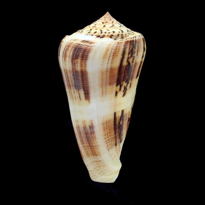 magus raphanus 90,0mm GIANT