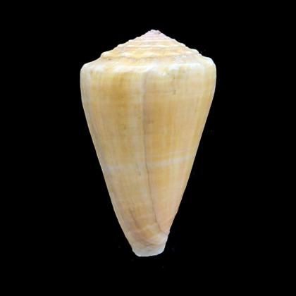 princeps apogrammatus 63,5mm BIG