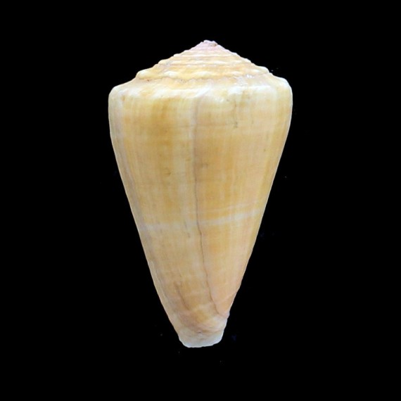 princeps apogrammatus 63,5mm BIG
