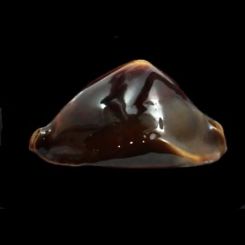 rosselli satiata 51,0mm SUPERB