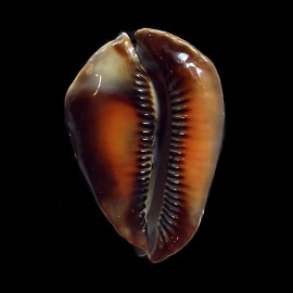 rosselli satiata 51,0mm SUPERB
