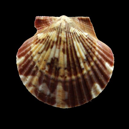 flabellum 48,0mm