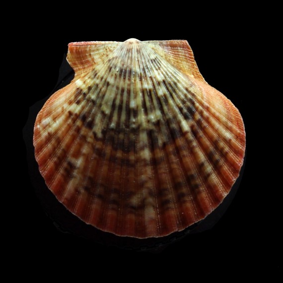 flabellum 53,0mm