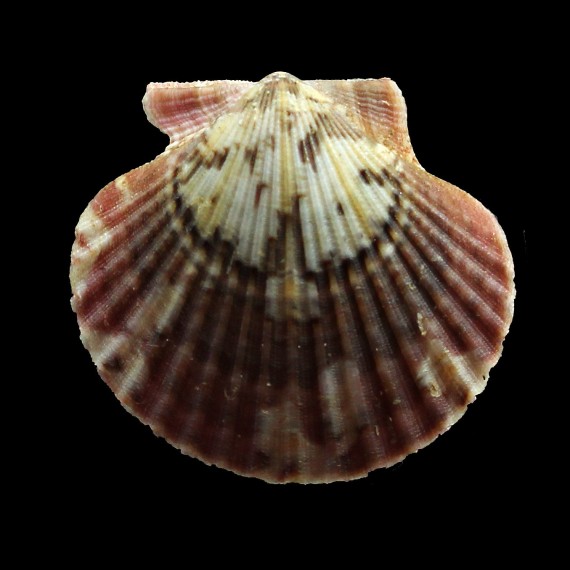 flabellum 45,0mm