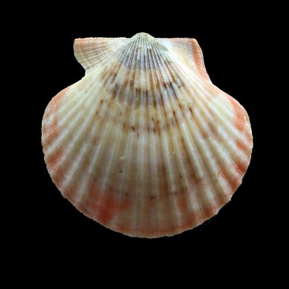 flabellum 53,0mm