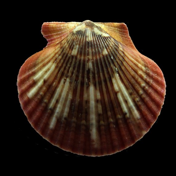 flabellum 53,0mm