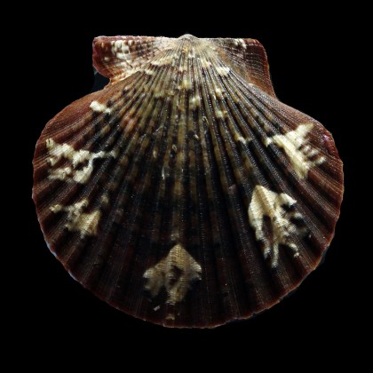 flabellum 62,0mm SUPERB