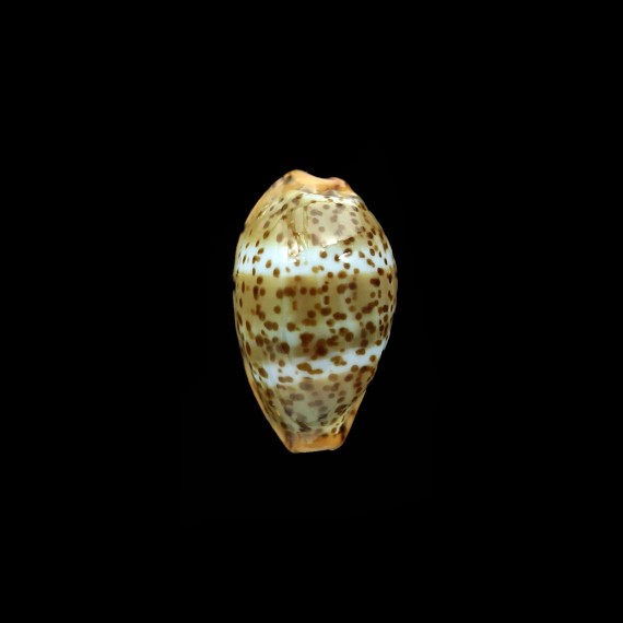 humphreysi 16,5mm SUPERB