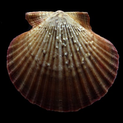 flabellum 63,0mm BIG