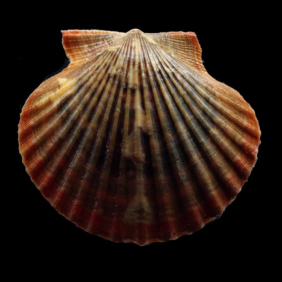 flabellum 66,0mm GIANT